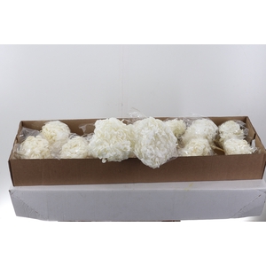 Hydr Preserved White Premium