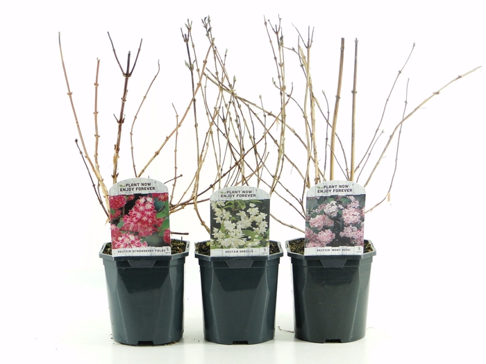 <h4>Deutzia mix shelve</h4>