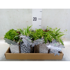 Arr.   Kamerplant Groen L%