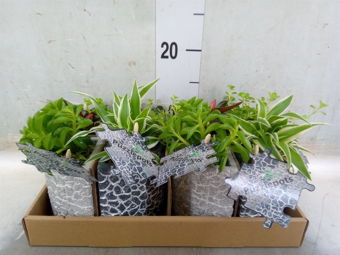 <h4>Arr.   Kamerplant Groen L%</h4>