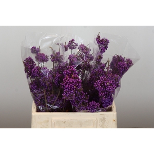 Callicarpa Bodinieri Profusion