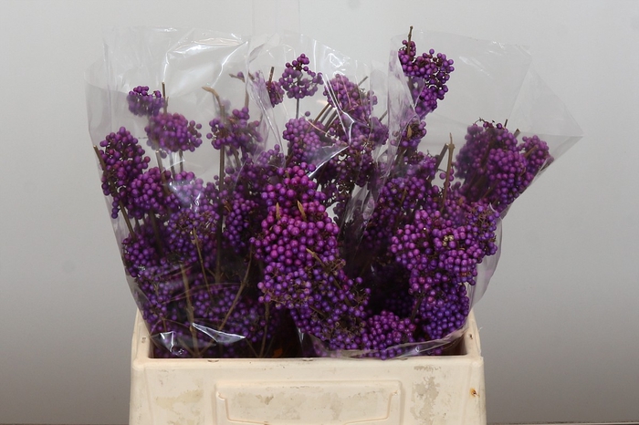 <h4>Callicarpa Bodinieri Profusion</h4>