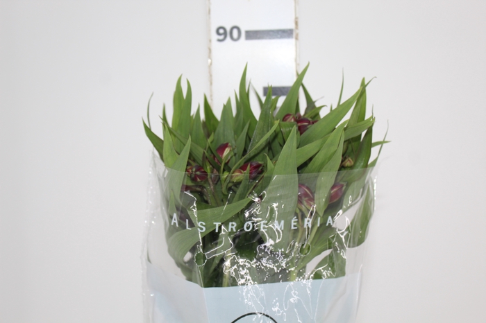 <h4>ALSTROEMERIA POMPEII 080 CM</h4>