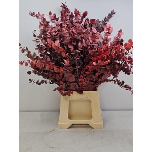 GESTABILISEERD EUC STUARTIANA ROOD