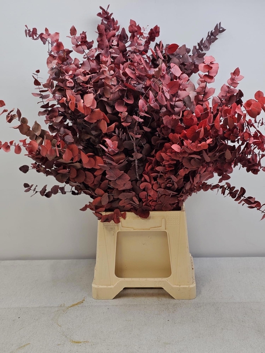 <h4>GESTABILISEERD EUC STUARTIANA ROOD</h4>