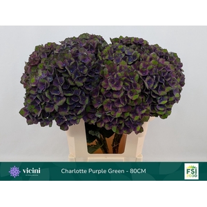 Hydrangea 'Magical Charlotte' BL 20cm