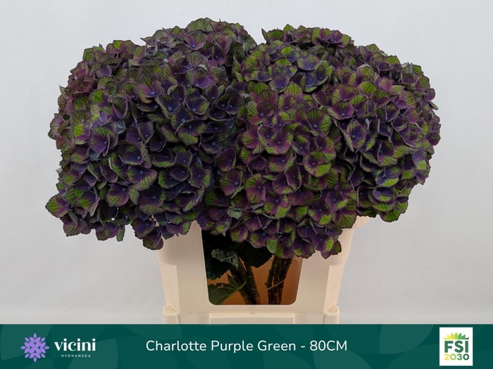 <h4>Hydrangea 'Magical Charlotte' BL 20cm</h4>