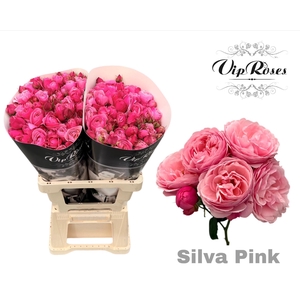 R TR SILVA PINK+ Vip