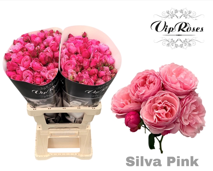 <h4>R TR SILVA PINK+ Vip</h4>