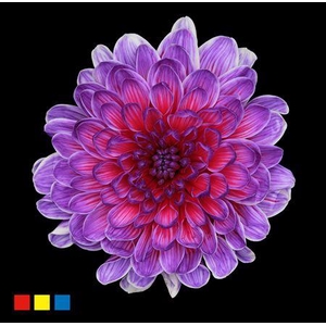 Chr T Altaj Expression