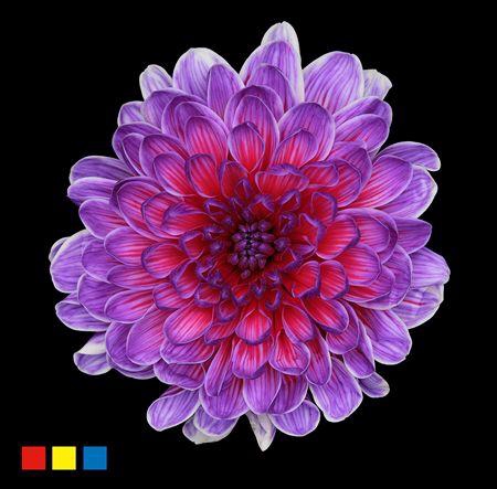 <h4>Chr T Altaj Expression</h4>