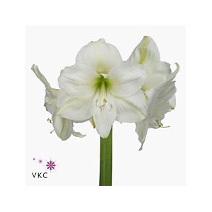 Hippeastrum mont blanc