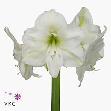 <h4>Hippeastrum mont blanc</h4>