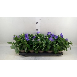 Platycodon grand. 'Astra Blue'