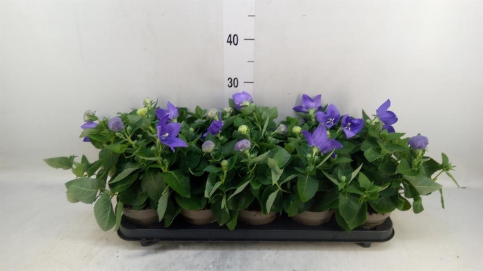 <h4>Platycodon grand. 'Astra Blue'</h4>