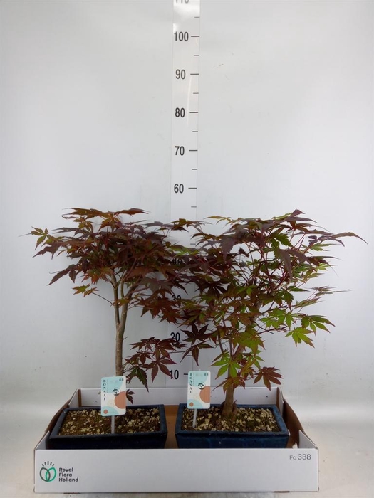 <h4>Bonsai   ...</h4>