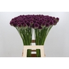 Allium Sphaerocephalon
