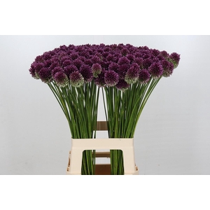 Allium Sphaerocephalon