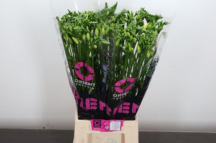 <h4>Fr En Ambiance</h4>