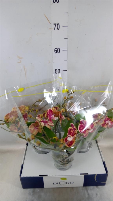 <h4>Phalaenopsis ...</h4>