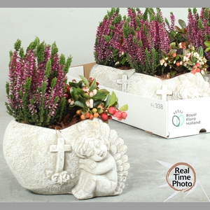 ARR TUINPLANTEN