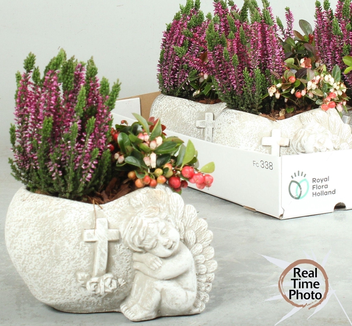 <h4>ARR TUINPLANTEN</h4>