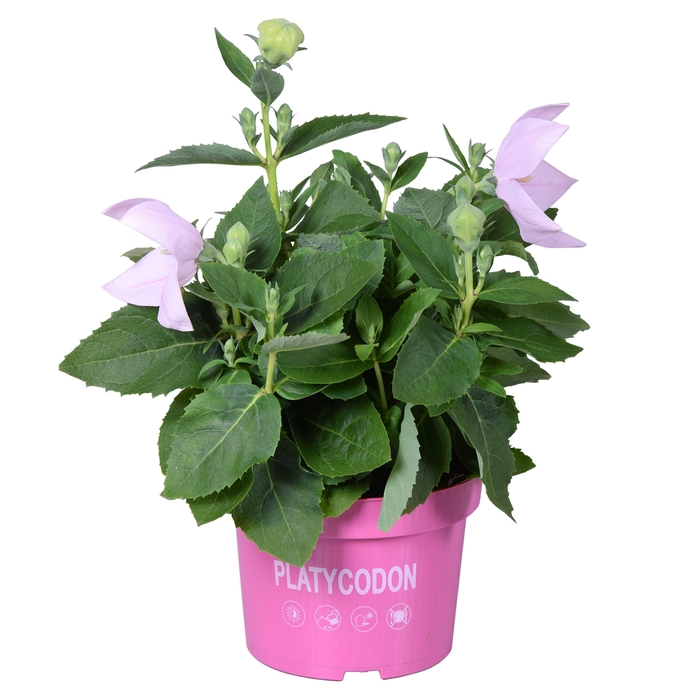 <h4>Platycodon Pink</h4>