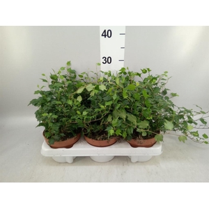 Hedera helix 'Jessica'