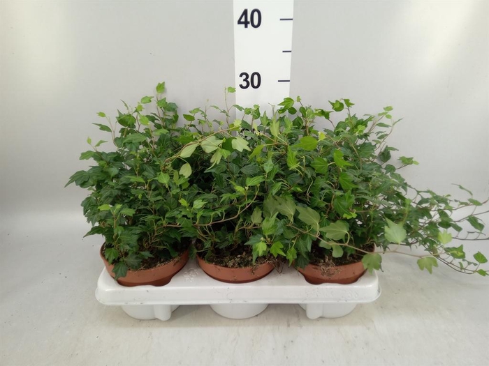 <h4>Hedera helix 'Jessica'</h4>