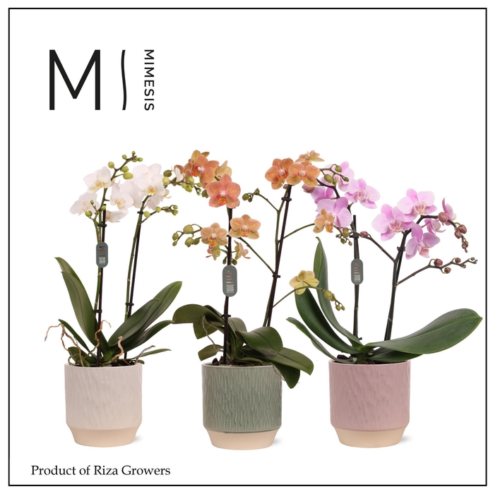 <h4>Phalaenopsis Multi Mix 2 spike – 12cm in Luna | Mimesis</h4>