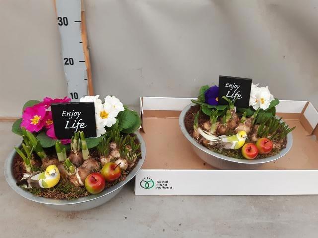 arr8 Arr Bol Knolgewas In Zinken Schaal