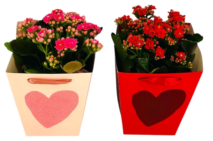 <h4>KAL GE GEM 2 KL</h4>