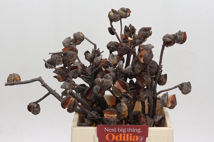 Kaaps Groen Hakea Sericea