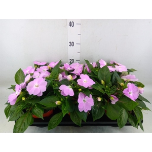 Impatiens NG 'ColPow Lavender'