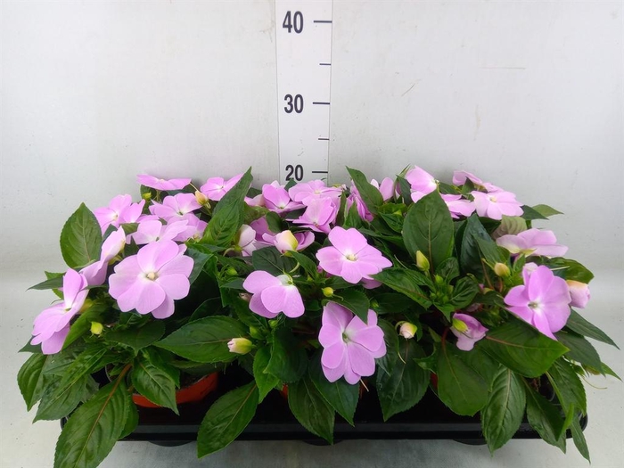 <h4>Impatiens NG 'ColPow Lavender'</h4>