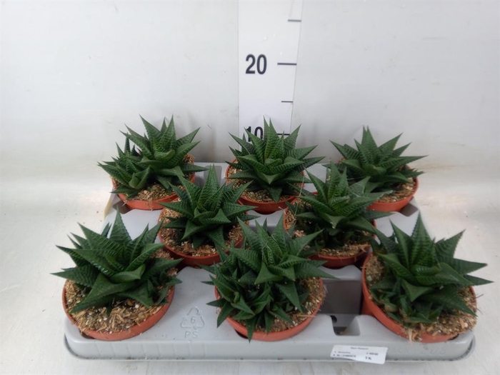 <h4>Haworthia limifolia</h4>