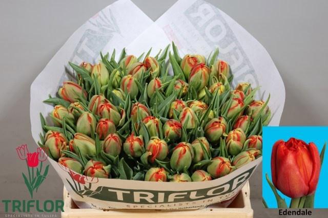 <h4>TU DU EDENDALE</h4>