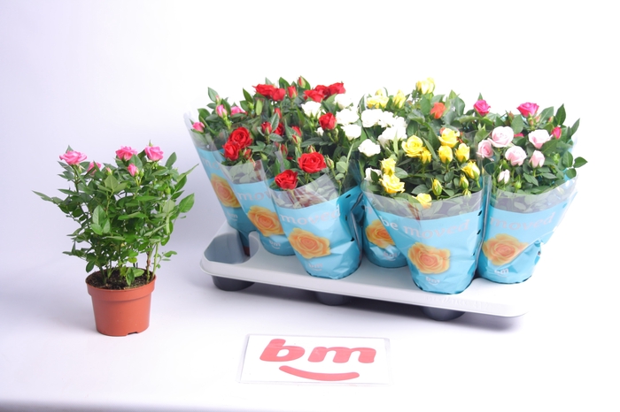 <h4>RO B MONDE GEM 7 SRT</h4>