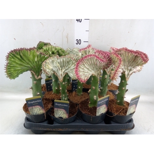 Euphorbia lactea 'Cristata'