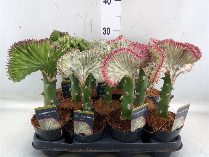 <h4>Euphorbia lactea 'Cristata'</h4>