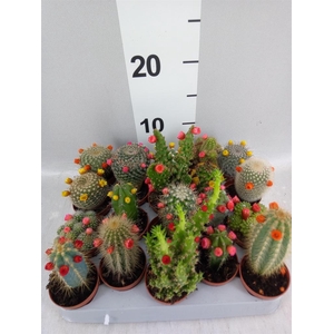 Cactus   ...decorated