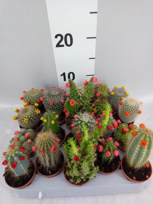 <h4>Cactus   ...decorated</h4>