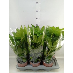 Fatsia japonica   ...