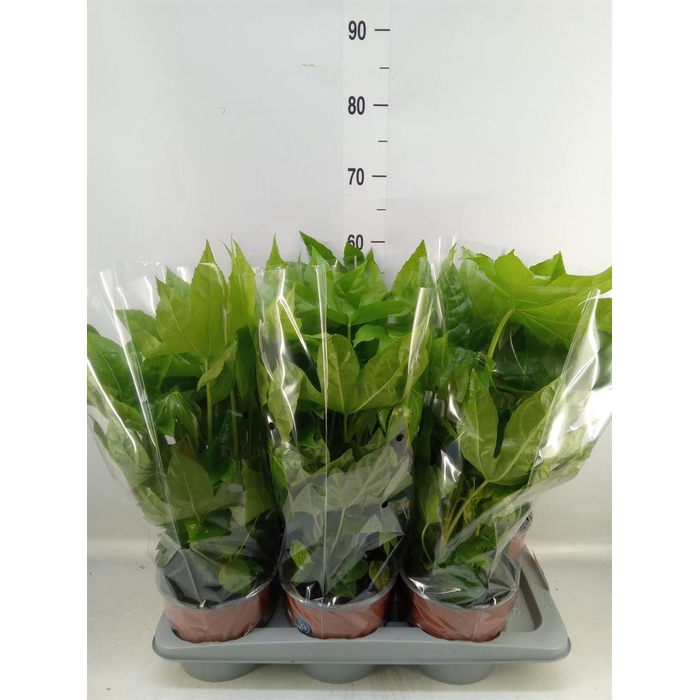 <h4>Fatsia japonica   ...</h4>