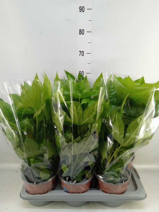 Fatsia japonica   ...