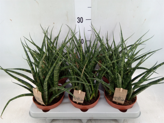 <h4>Sansevieria  'Fernwood'</h4>