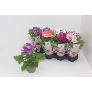 PRIM OB SWEETK A GEM