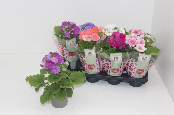 <h4>PRIM OB SWEETK A GEM</h4>