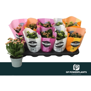 KAL GE PERF GEM 5 KL