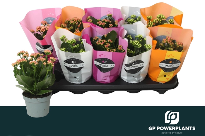 <h4>KAL GE PERF GEM 5 KL</h4>